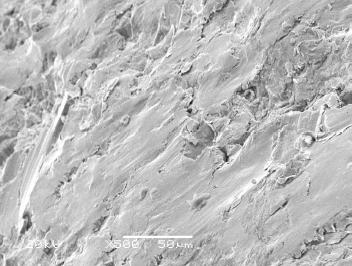 Area with Mechanical Damage SEM Micrograph